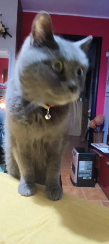 Titty